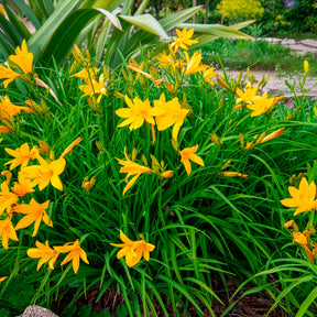 Hemerocallis citrina - Hémérocalle citrina - Hémérocalle