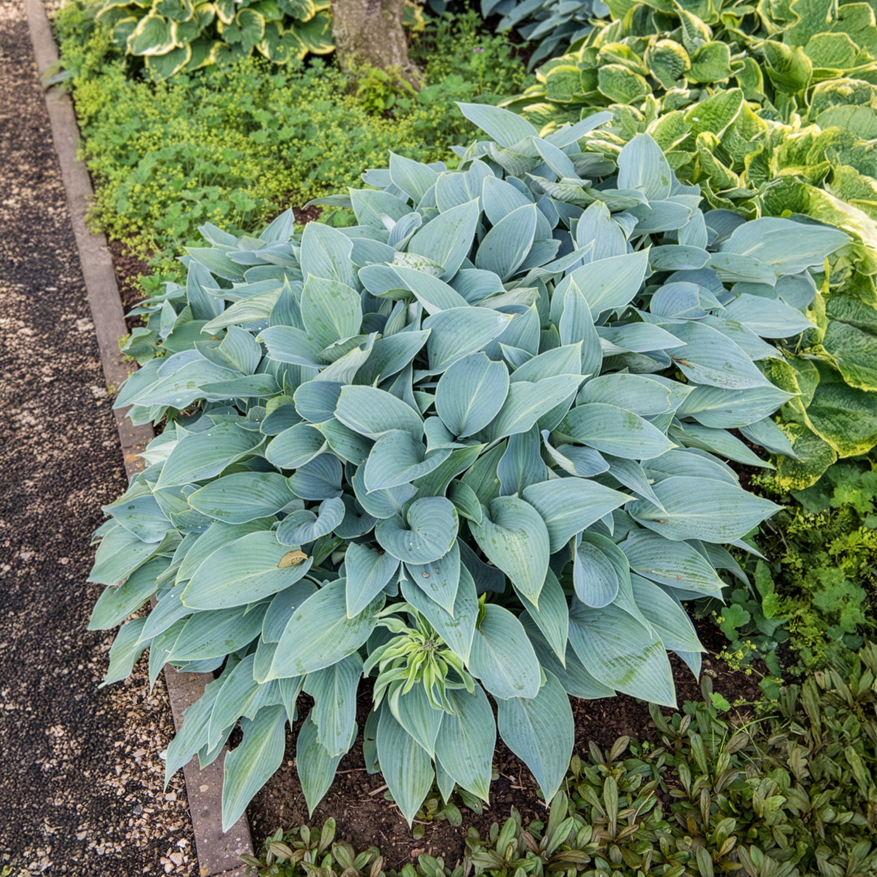Hosta Halcyon - Hosta Halcyon - Willemse