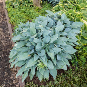 Hosta Halcyon - Hosta Halcyon - Willemse