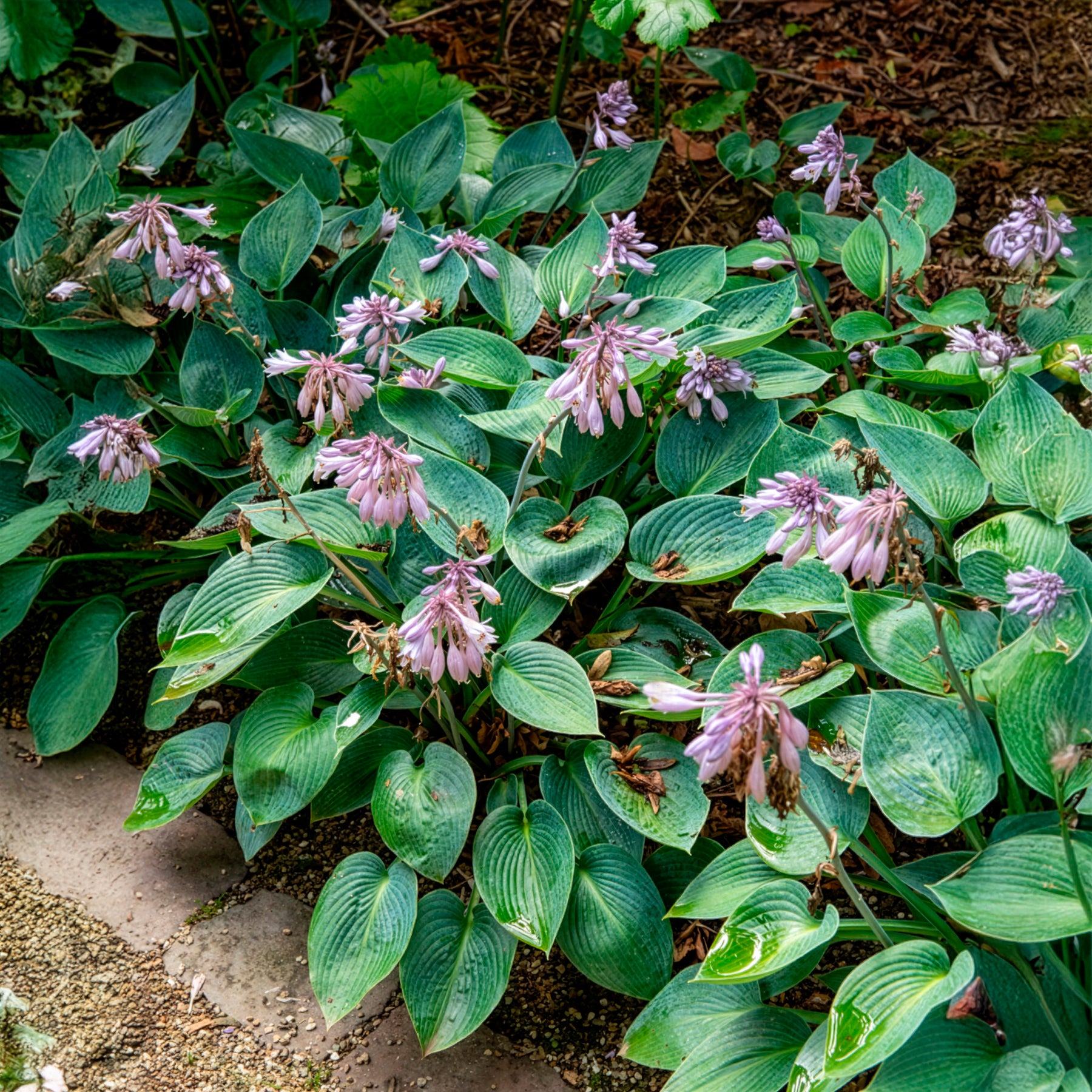Hosta Halcyon - Hosta Halcyon - Hosta