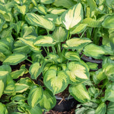Hosta Paul's Glory - Willemse
