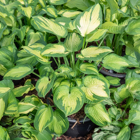 Hosta Paul's Glory - Willemse