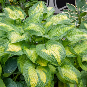 Hosta Paul's Glory