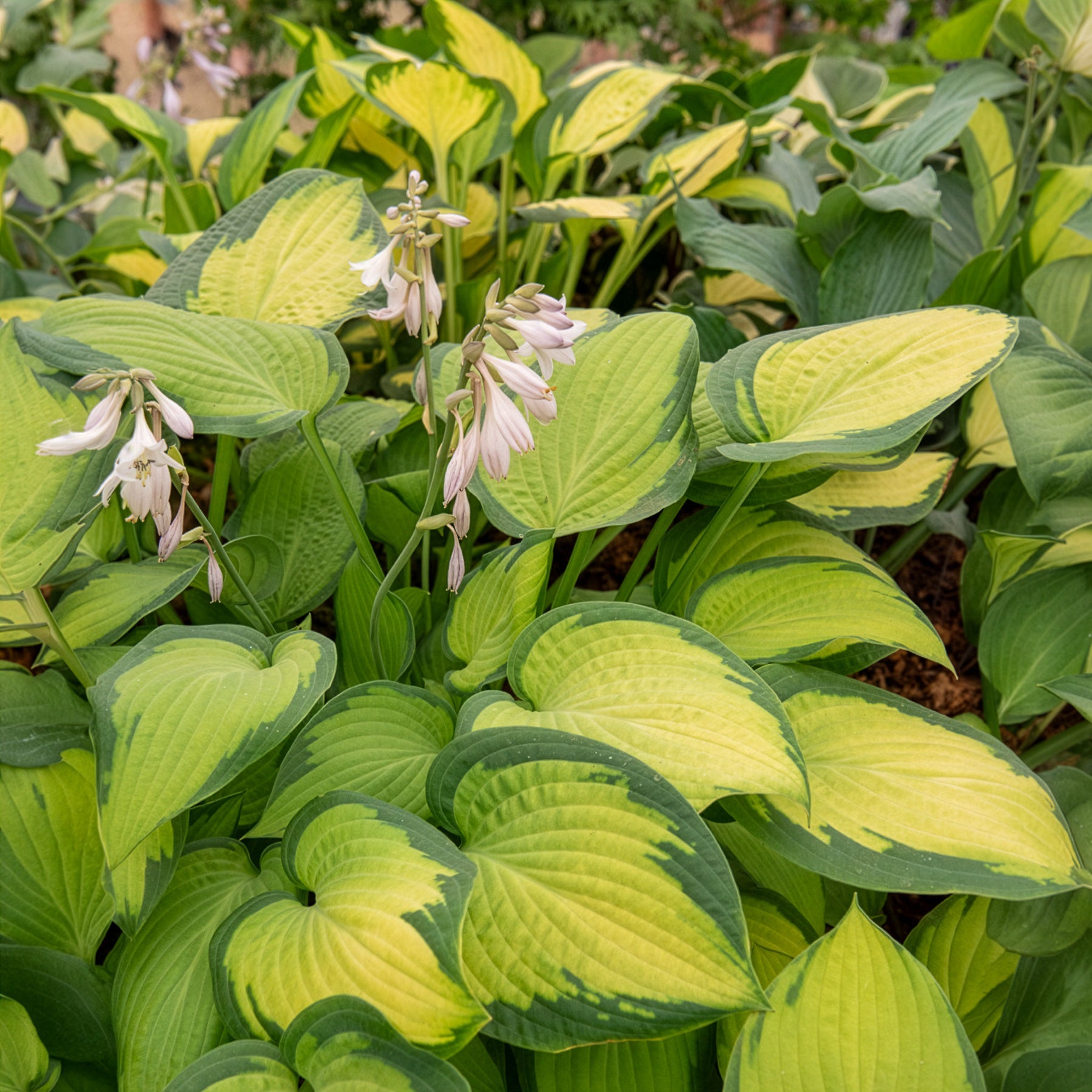 Hosta hybride pauls glory - Hosta Paul's Glory - Hosta