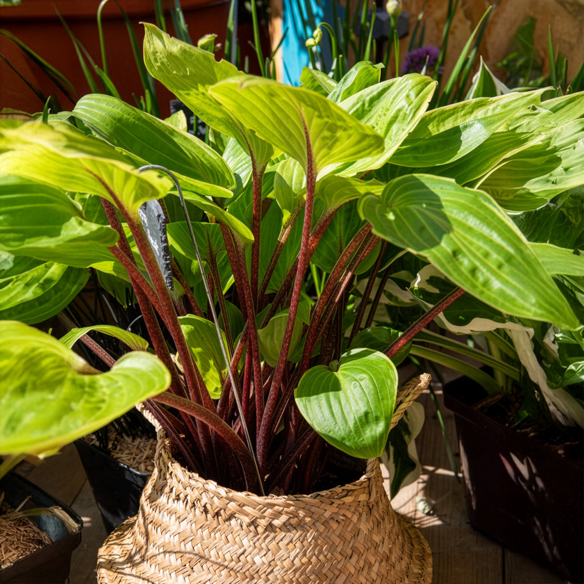 Hosta Purple Heart - Willemse