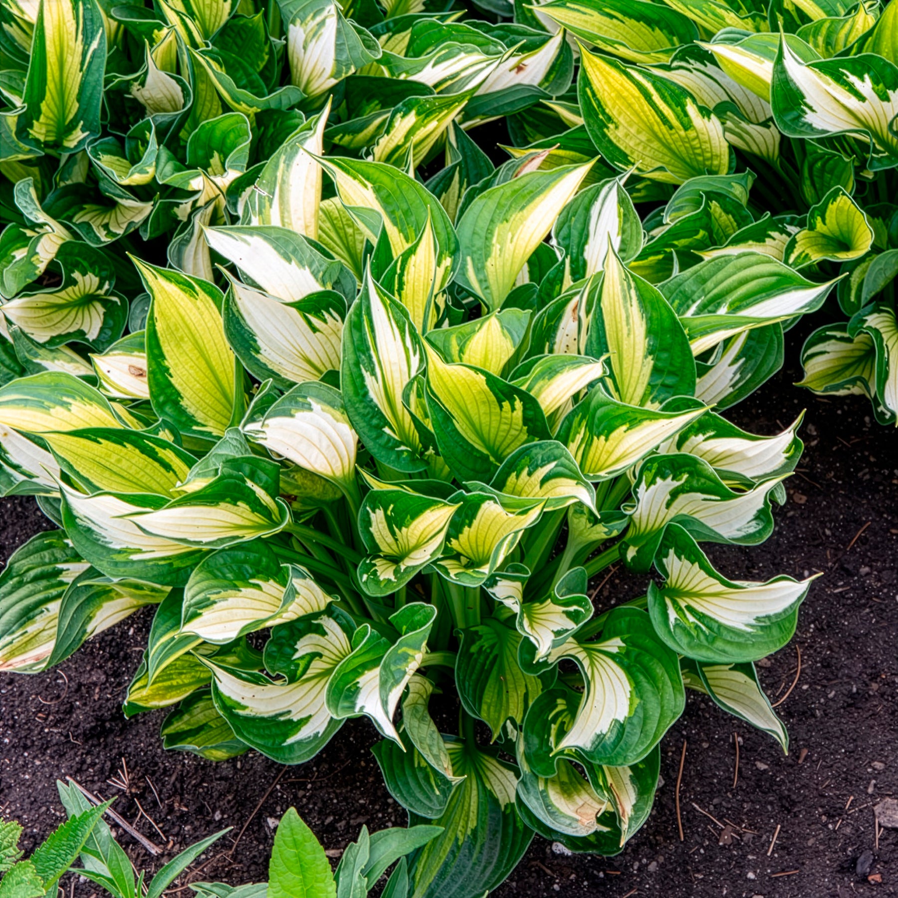 Hosta Whirlwind - Willemse