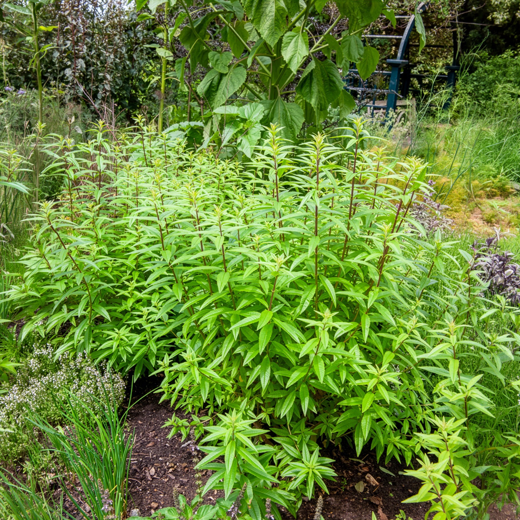 Verveine citronnelle - Willemse