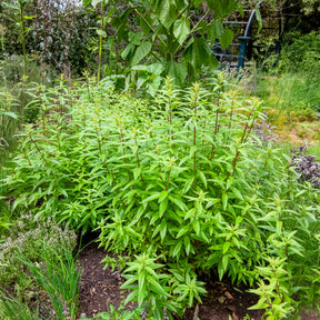 Verveine citronnelle - Willemse