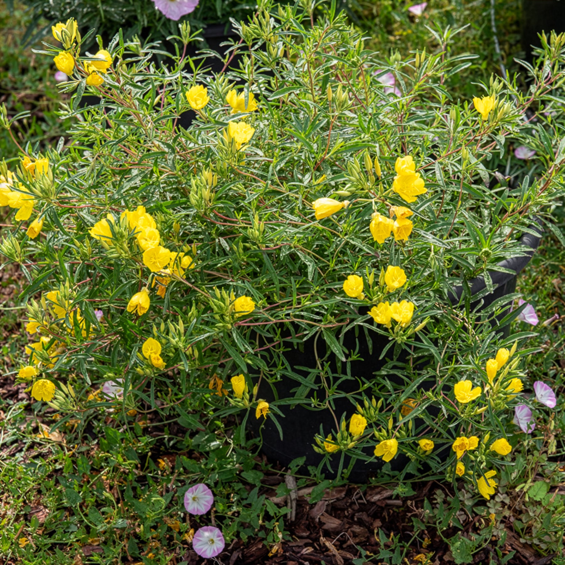Oenothera African Sun - Oenothère African Sun - Onagre - Oenanthe - Œnothère