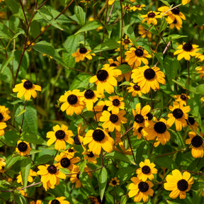Rudbeckia  triloba - Rudbeckia trilobée - Rudbeckia