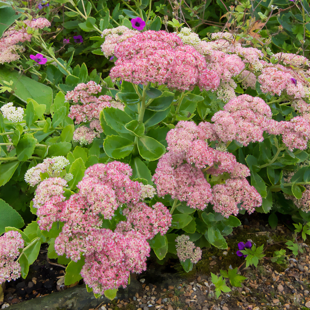 sedum-herbstfreude-autumn-joy-floraison-tardive-willemse