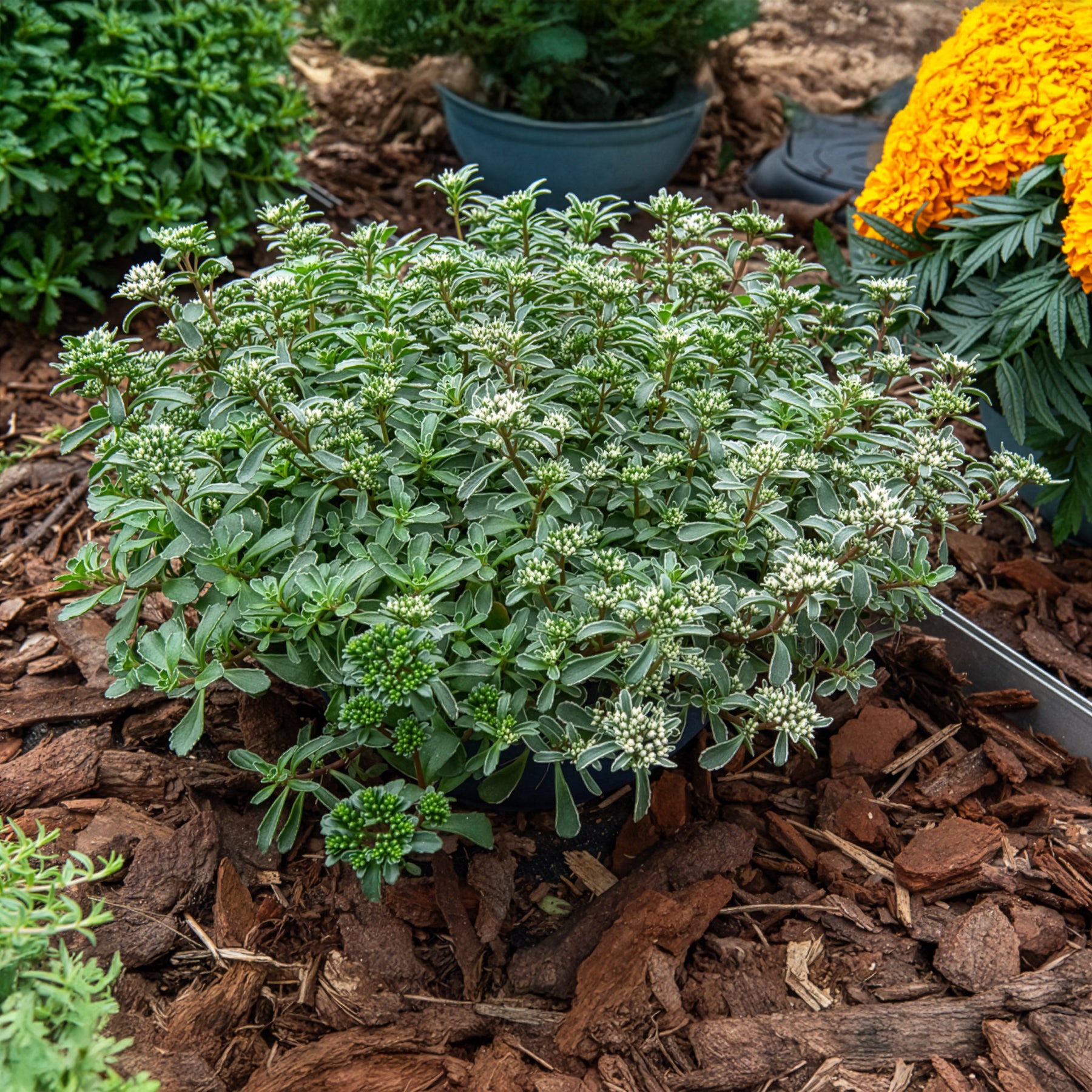 Sedum spurium Variegatum - Sedum spurium panaché - Sédums