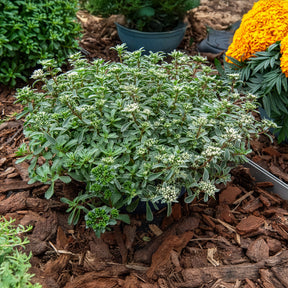 Sedum spurium Variegatum - Sedum spurium panaché - Sédums