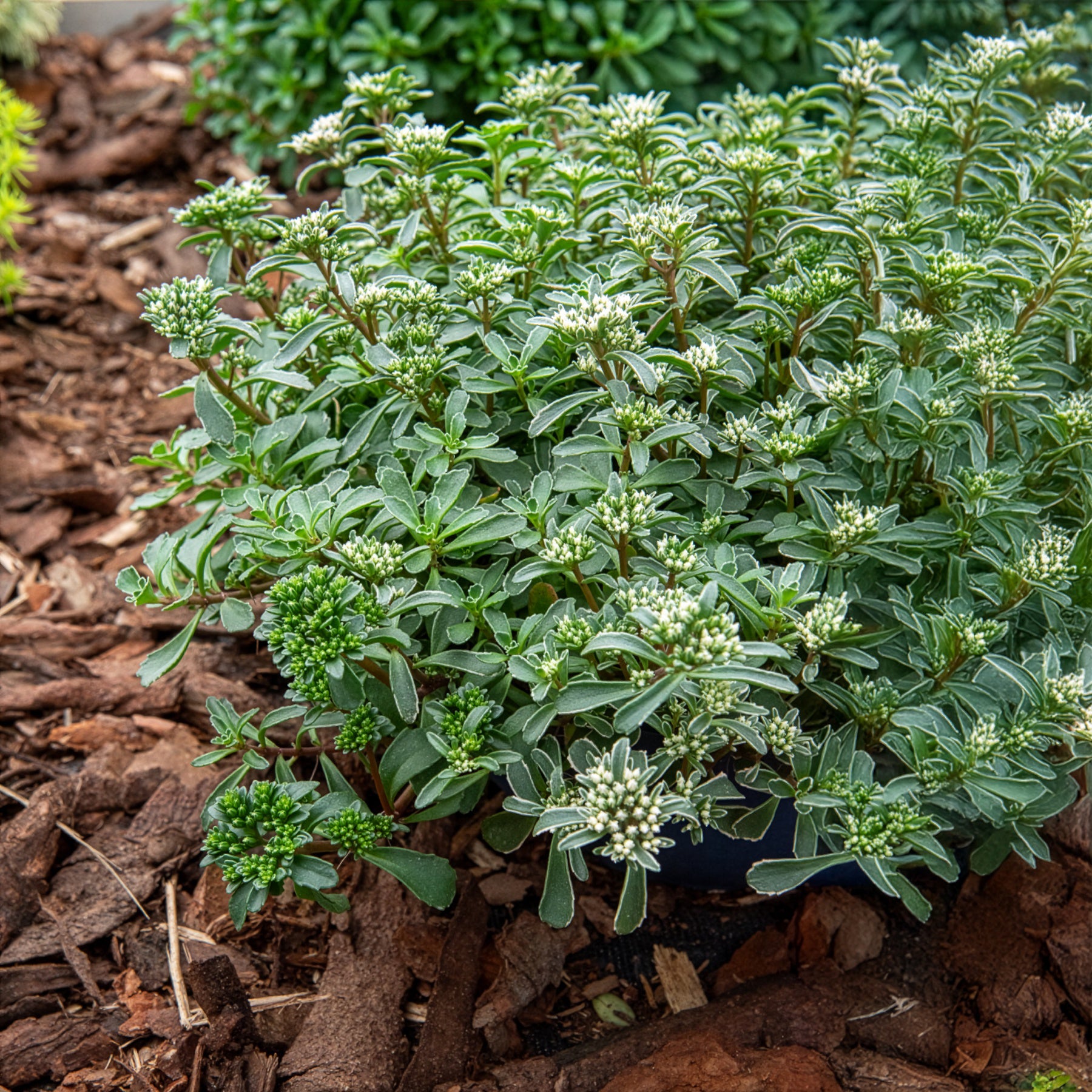 Sédums - Sedum spurium panaché - Sedum spurium Variegatum