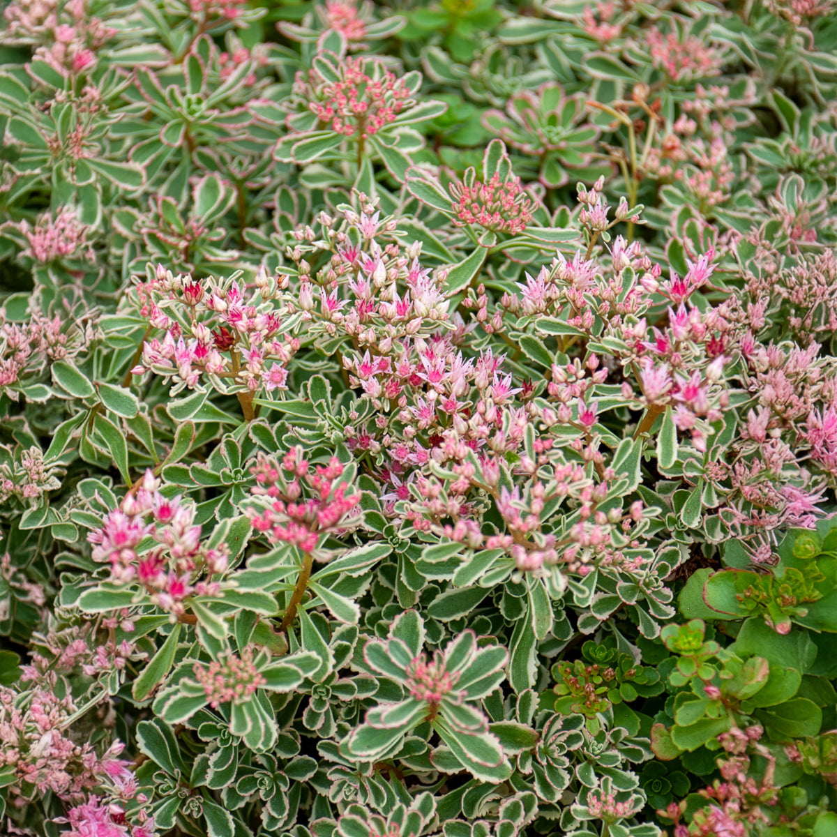 Sedum spurium panaché - Willemse