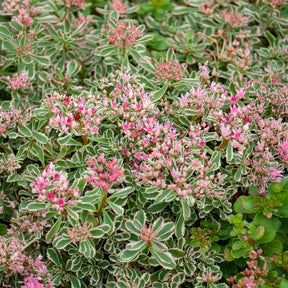 Sedum spurium panaché - Willemse
