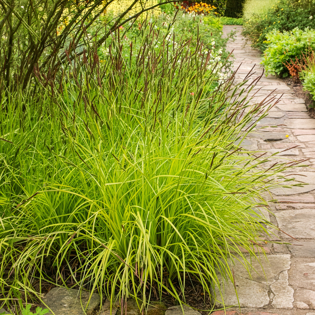 Laîche dorée - Carex Aurea - Willemse
