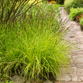 Laîche dorée - Carex Aurea - Willemse