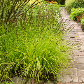 Laîche dorée - Carex Aurea - Willemse