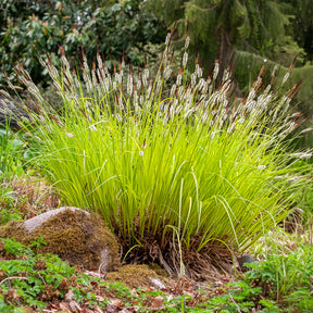 Carex - Laîche dorée - Carex Aurea - Carex elata aurea