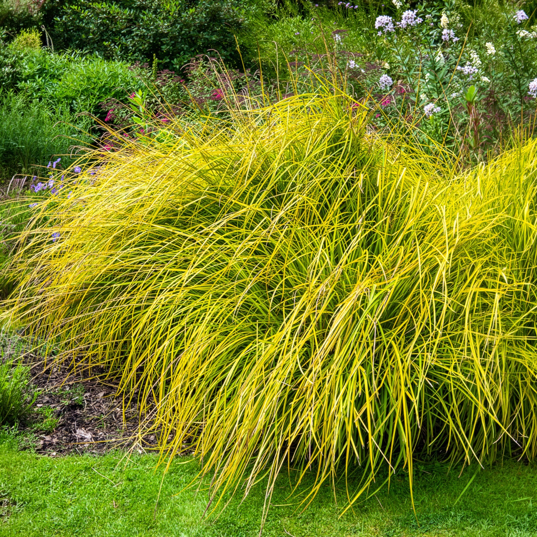Vente Laîche dorée - Carex Aurea - Carex elata aurea