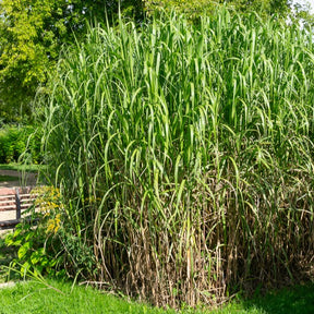 Eulalie - Roseau de Chine - Eulalie gigantesque - Miscanthus giganteus (floridulus)