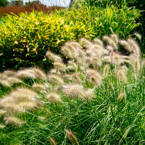 Pennisetum - Herbe aux écouvillons hérissée - Pennisetum - Pennisetum villosum