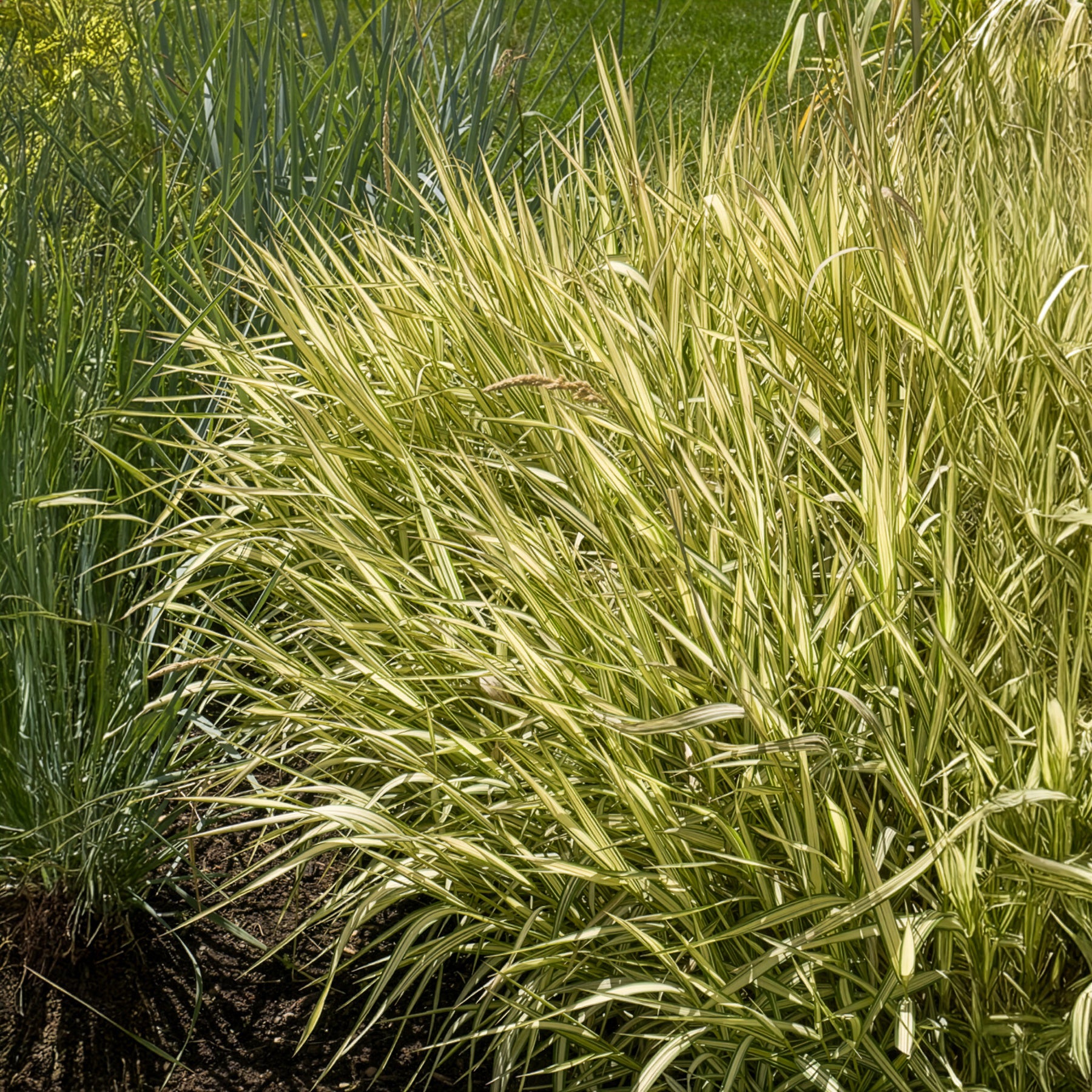 Vente Phalaris panaché Feesey - Baldingère faux-roseau - Phalaris arundinacea Feesey