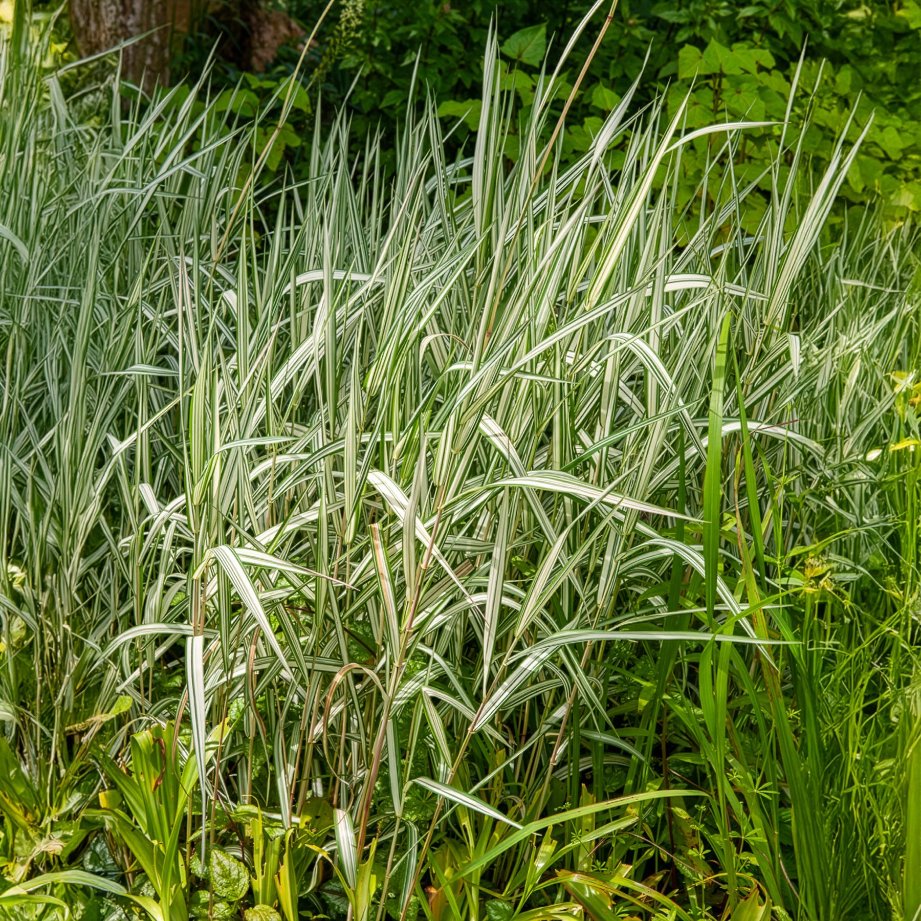 Baldingère faux roseau - Phalaris panaché Feesey - Baldingère faux-roseau - Phalaris arundinacea Feesey