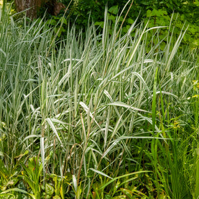 Baldingère faux roseau - Phalaris panaché Feesey - Baldingère faux-roseau - Phalaris arundinacea Feesey