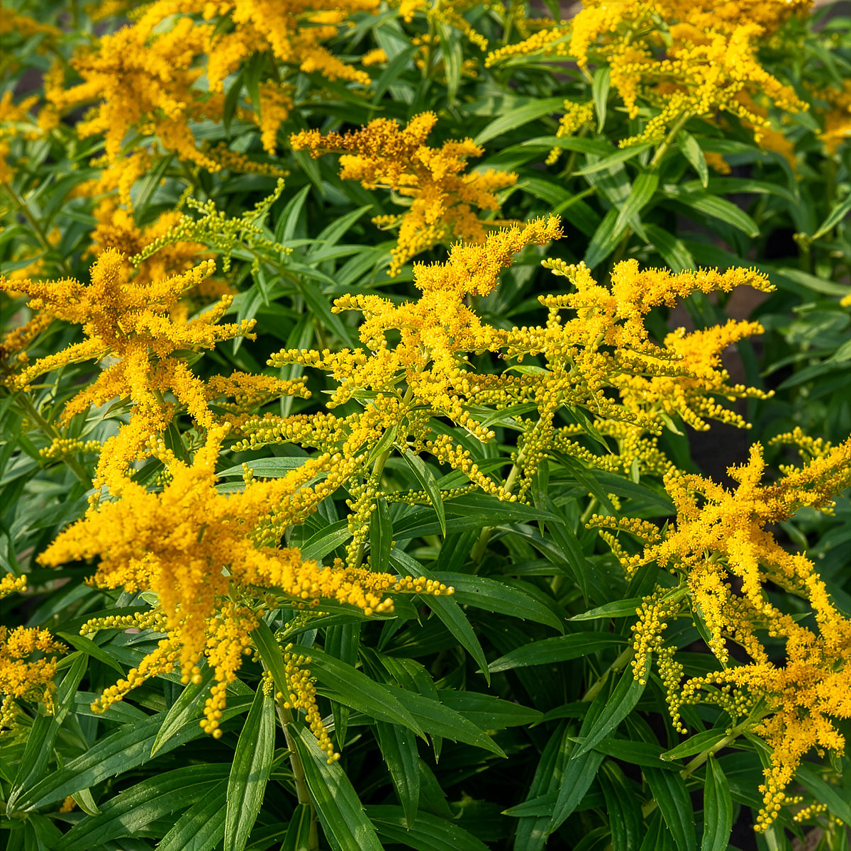 Solidago Golden Dwarf - Solidago Golden Dwarf - Willemse