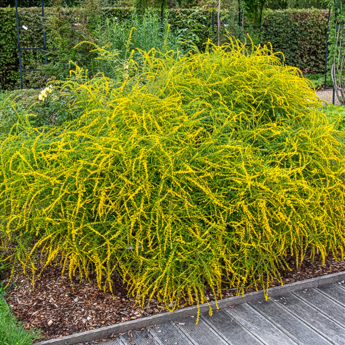 Solidago Fireworks - Solidago rugosa Fireworks - Willemse