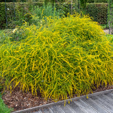 Solidago Fireworks - Willemse