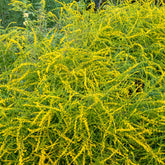 Solidago Fireworks - Willemse