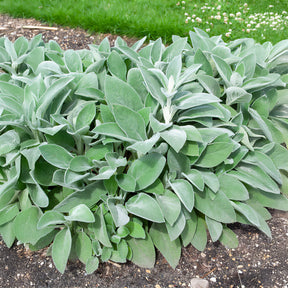 Stachys byzantina Cotton Boll - Oreille de Lapin Cotton Boll - Epiaire de byzance - Épiaire - Stachys