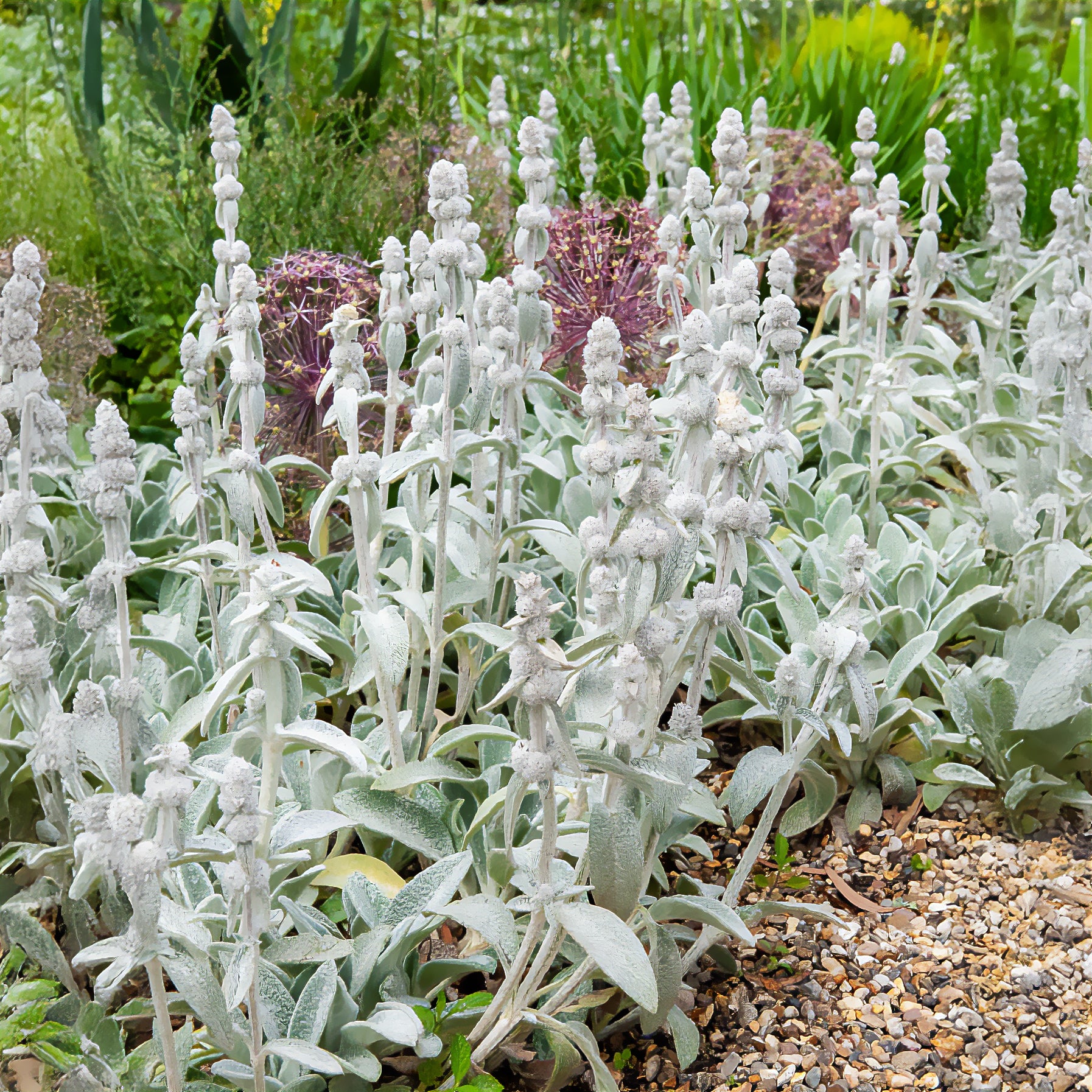 Épiaire - Stachys - Oreille de Lapin Cotton Boll - Epiaire de byzance - Stachys byzantina Cotton Boll
