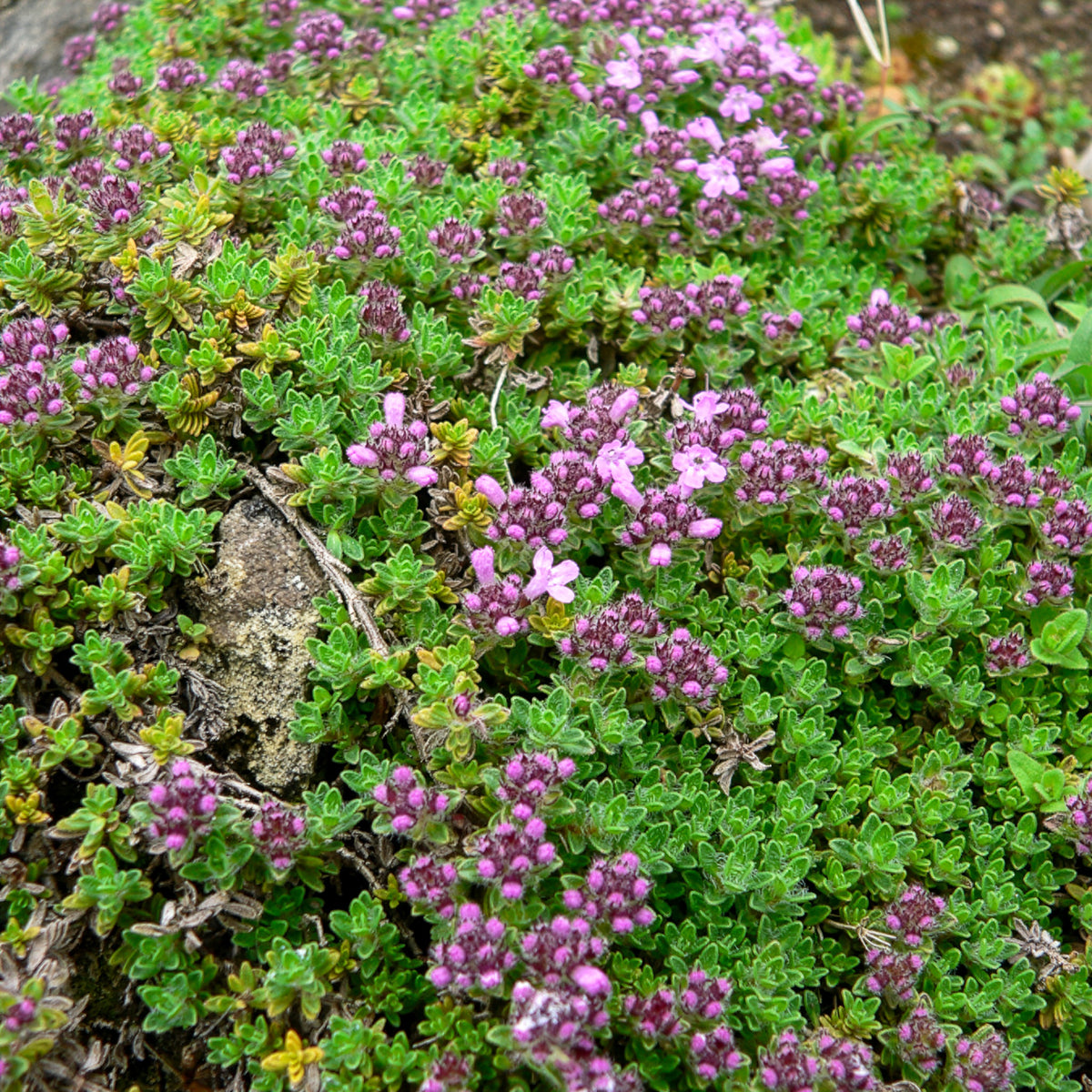 Thym précoce Bressingham - Thymus praecox Bressingham - Willemse