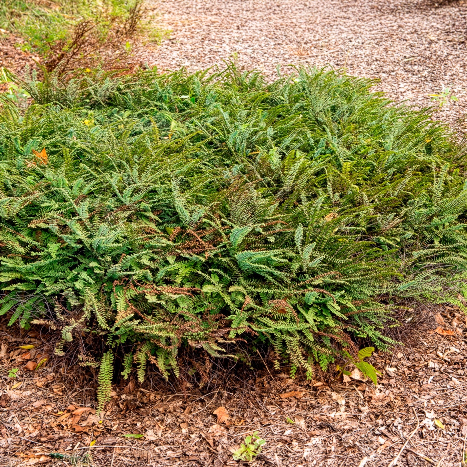 Capillaire pédalée - Adiante du Canada - Adiantum pedatum - Willemse