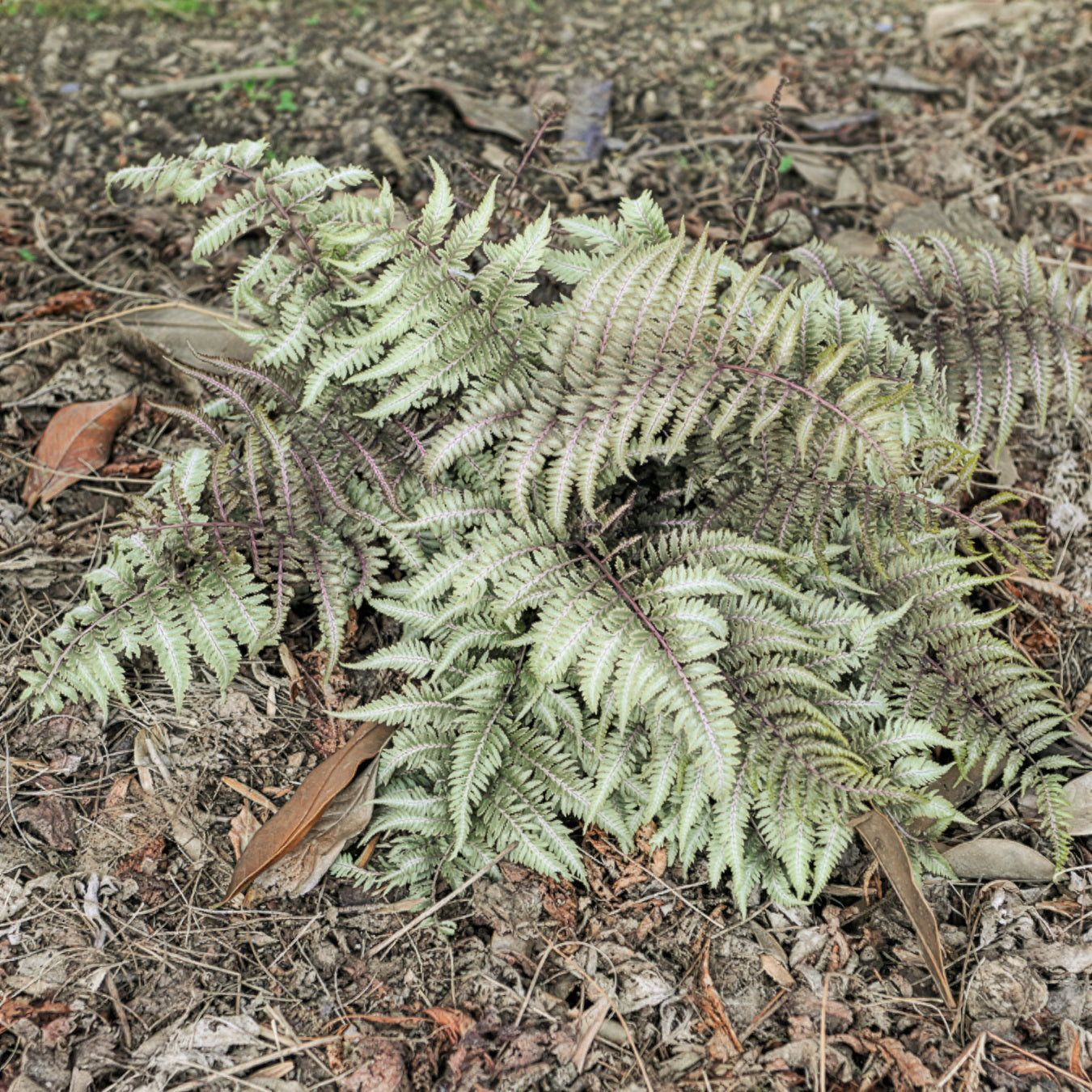 Athyrium niponicum var. pictum (metallicum) - Fougère peinte Metallicum - Fougères