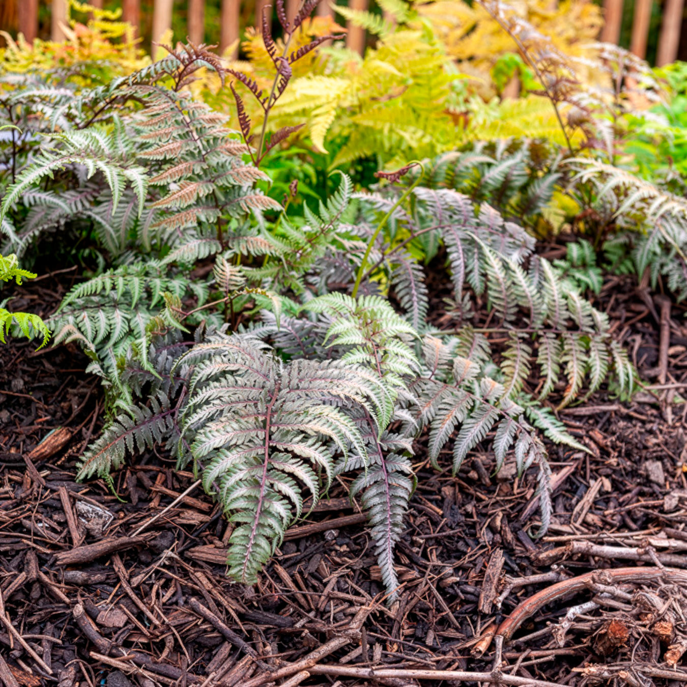Vente Fougère peinte Metallicum - Athyrium niponicum var. pictum (metallicum)