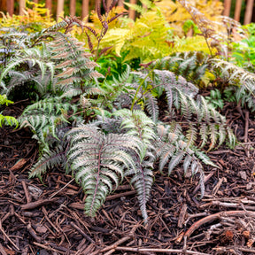 Vente Fougère peinte Metallicum - Athyrium niponicum var. pictum (metallicum)