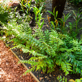Aspidie en faux - Fougère houx - Cyrtomium falcatum - Willemse