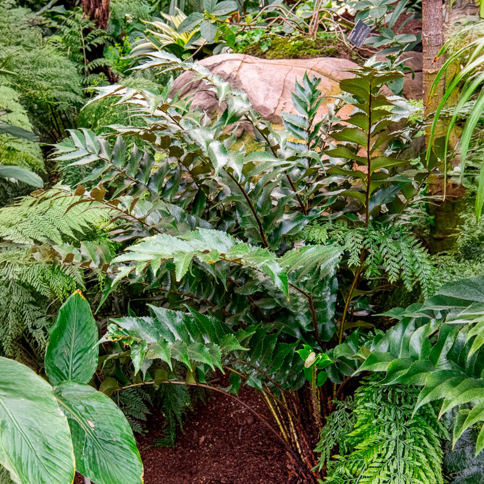 Fougères - Aspidie en faux - Fougère houx - Cyrtomium falcatum