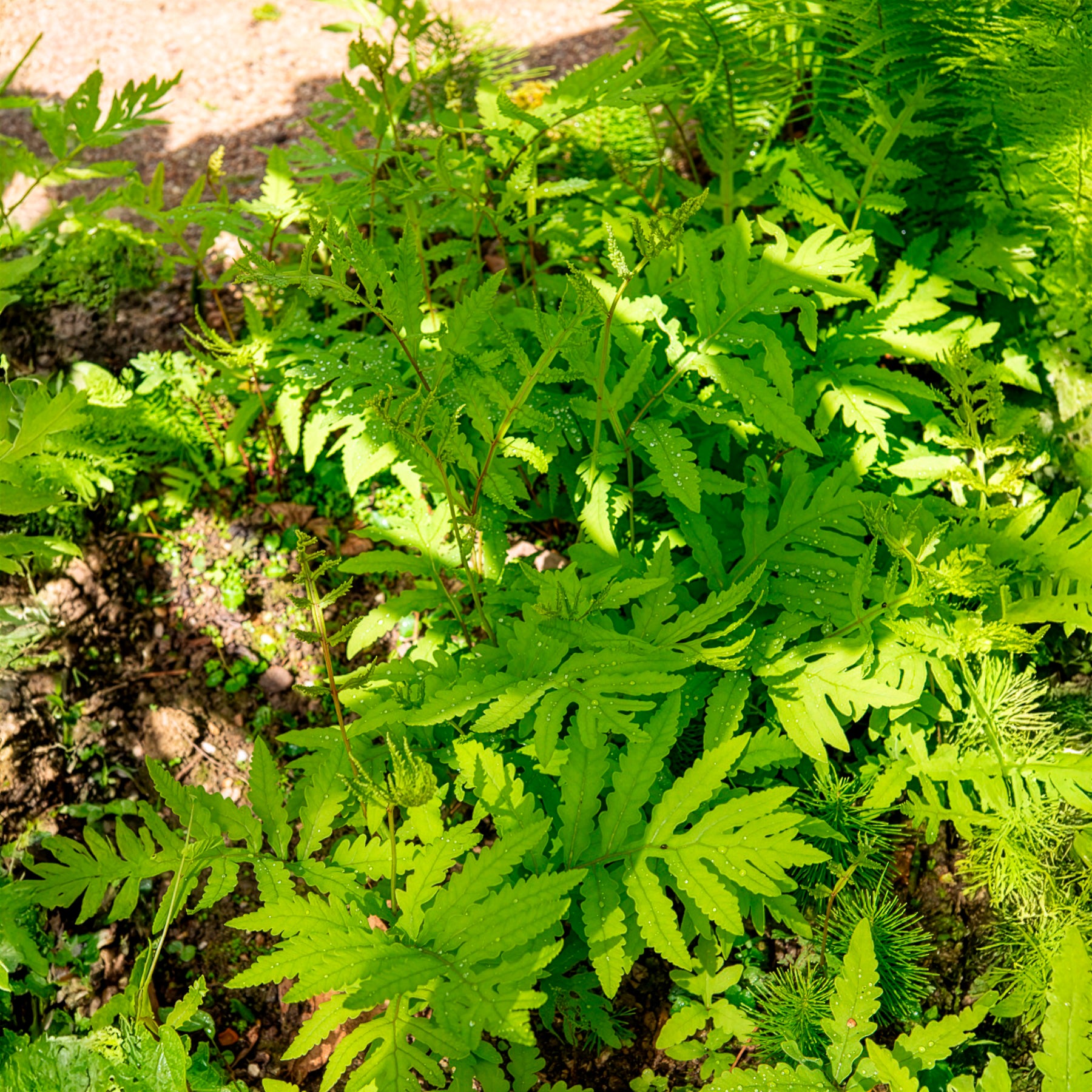 Fougères - Onoclea - Fougère - Onoclea sensibilis