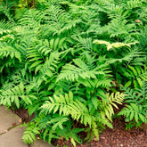 Onoclea - Fougère - Willemse