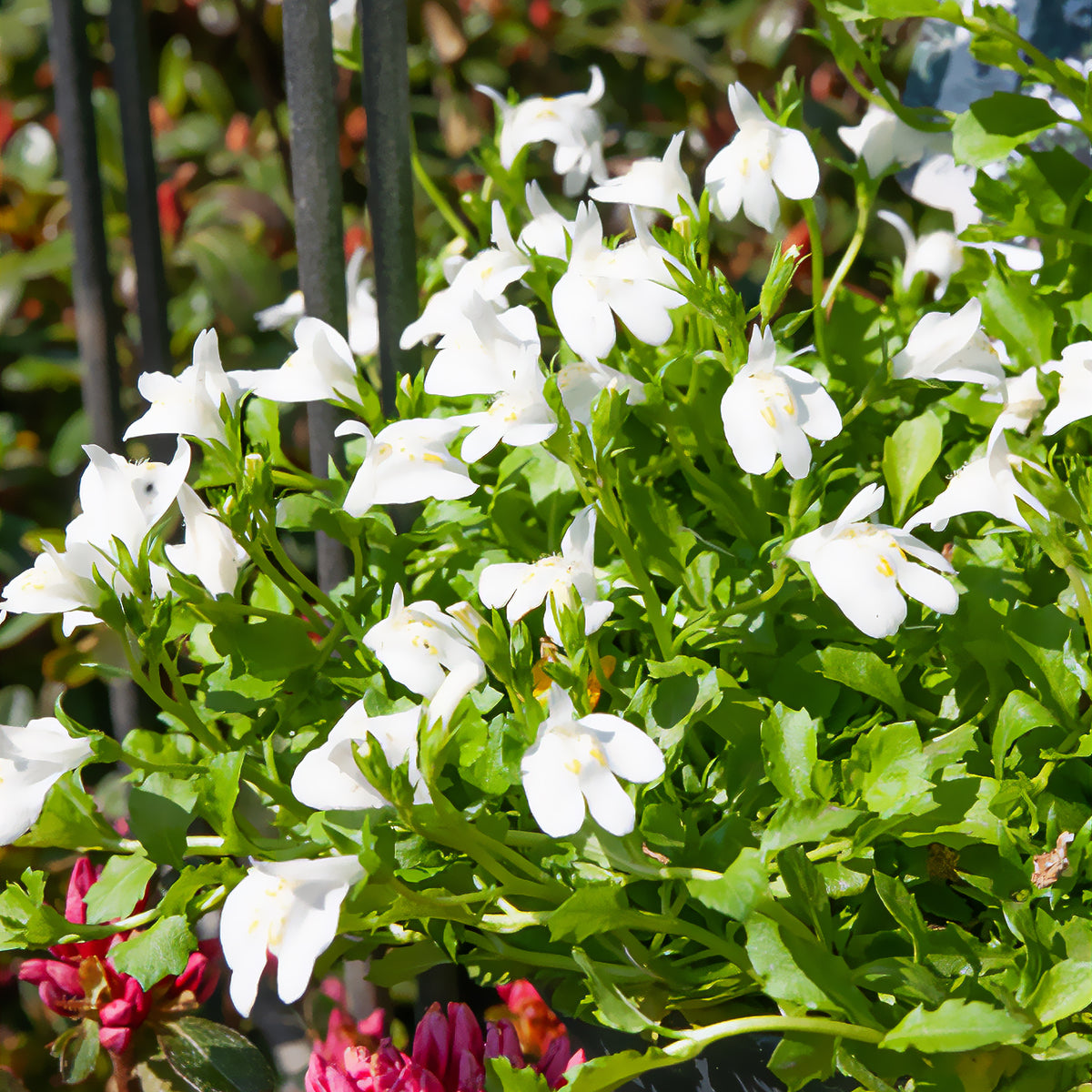 Mazus rampant blanc - Willemse