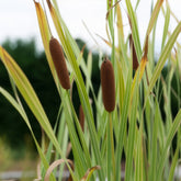 Massette à feuilles larges panachée - Typha latifolia variegata - Willemse
