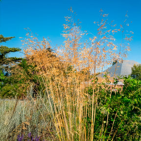 Vente Stipe géante - Stipa gigantea