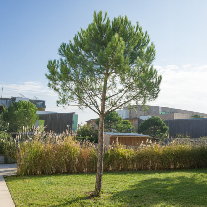 Pin parasol - Pinus pinea