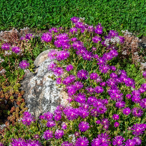 Delosperma cooperi - Delosperma de Cooper - Delosperma